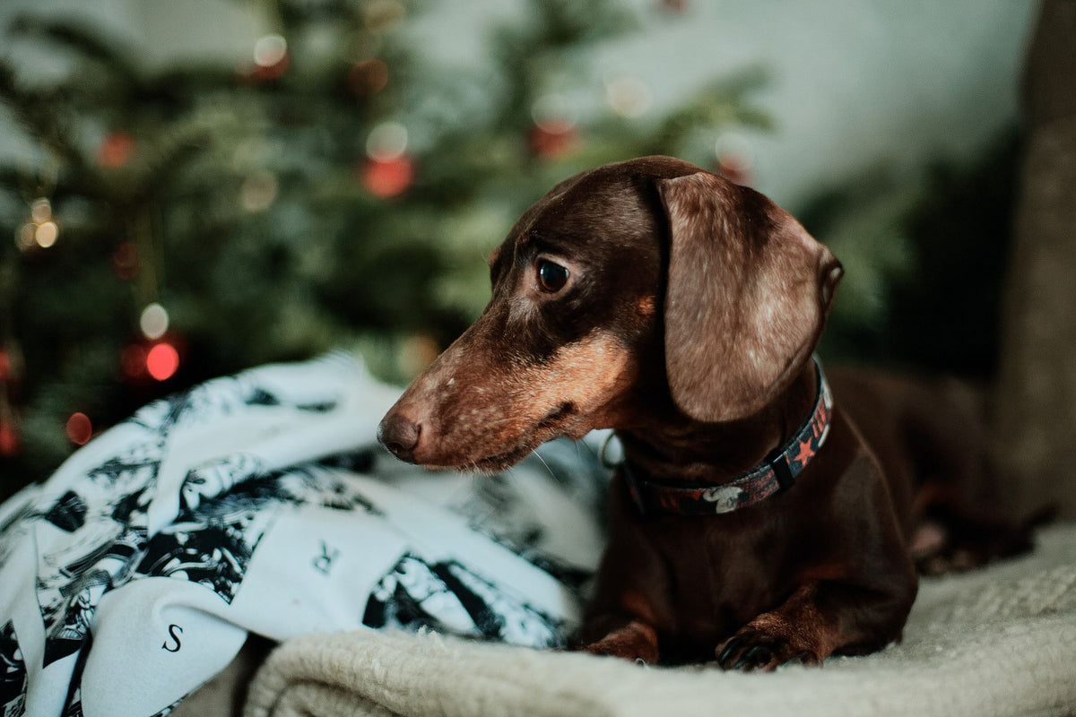 A dachshund resting on a blanket beside a Christmas tree