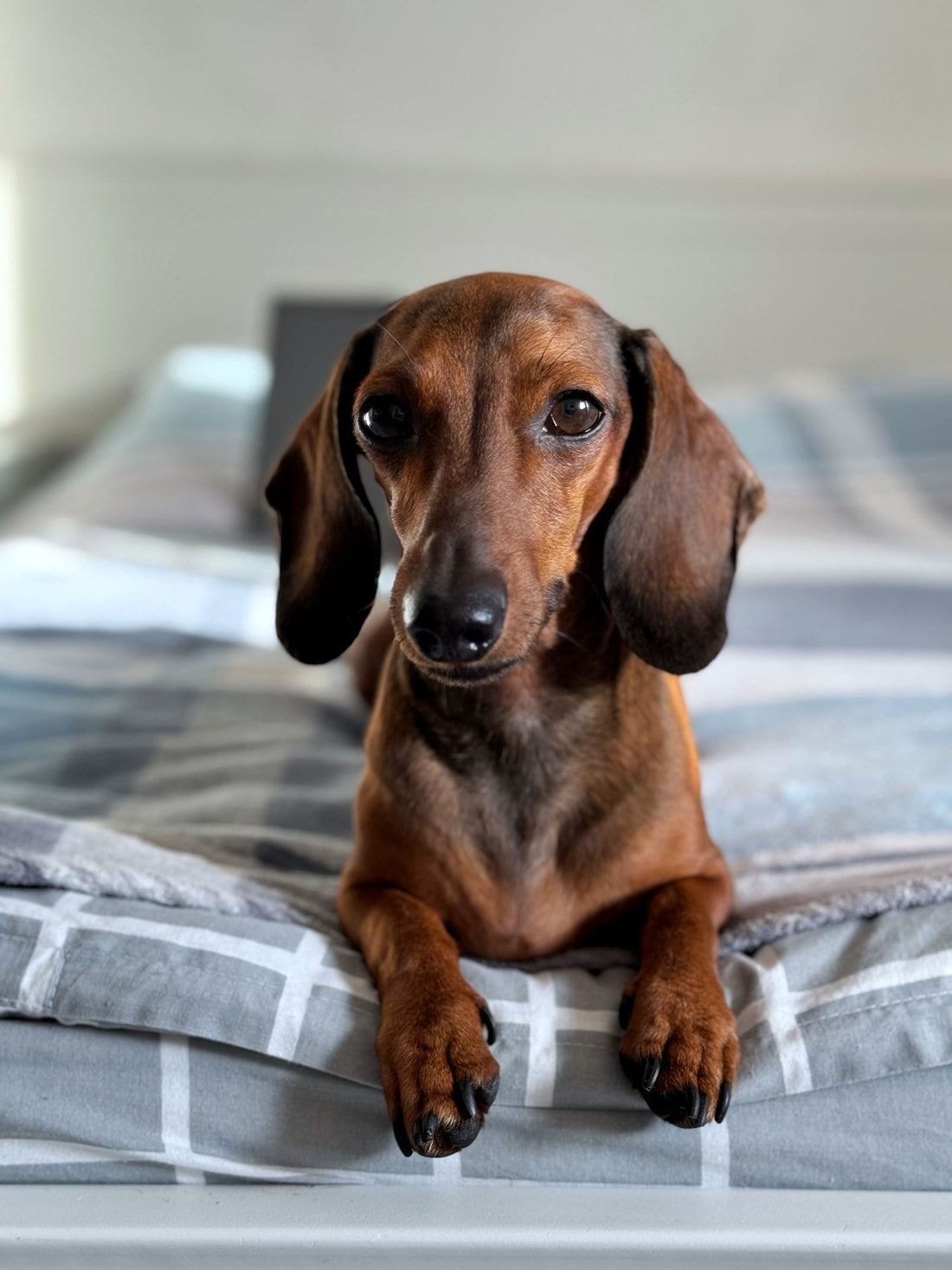 A dachshund resting on a bed, looking at the camera