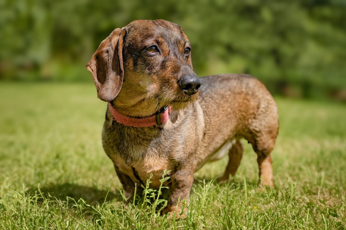 Side view of a wire-haired dachshund standing on grass, showing a healthy body shape