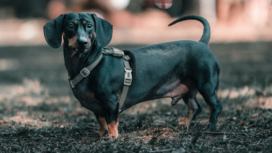 A black-and-tan dachshund standing outdoors wearing a harness