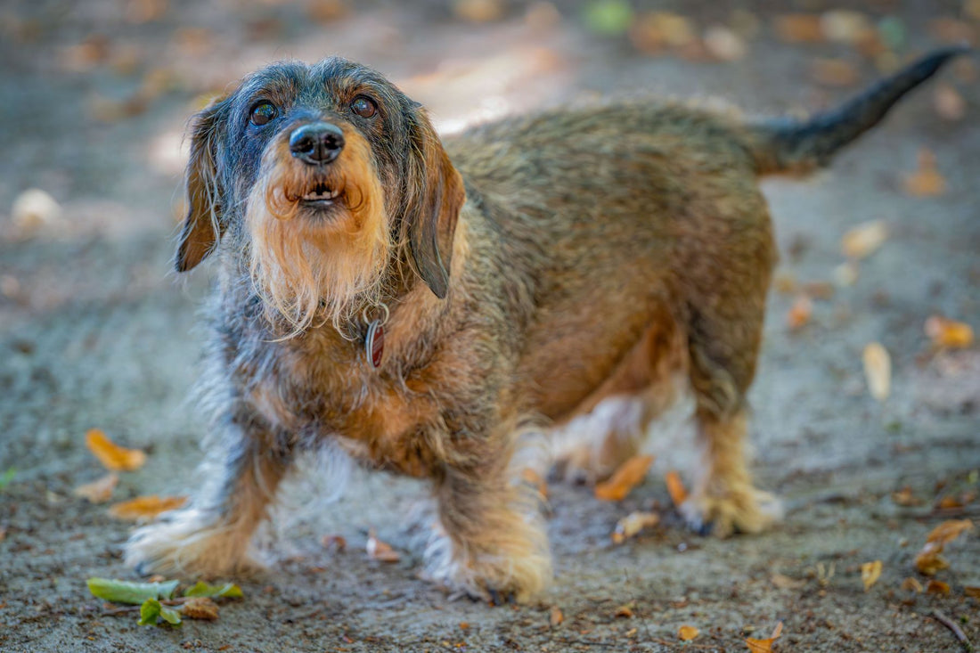 A wire-haired dachshund standing alert with its mouth open, mid-bark