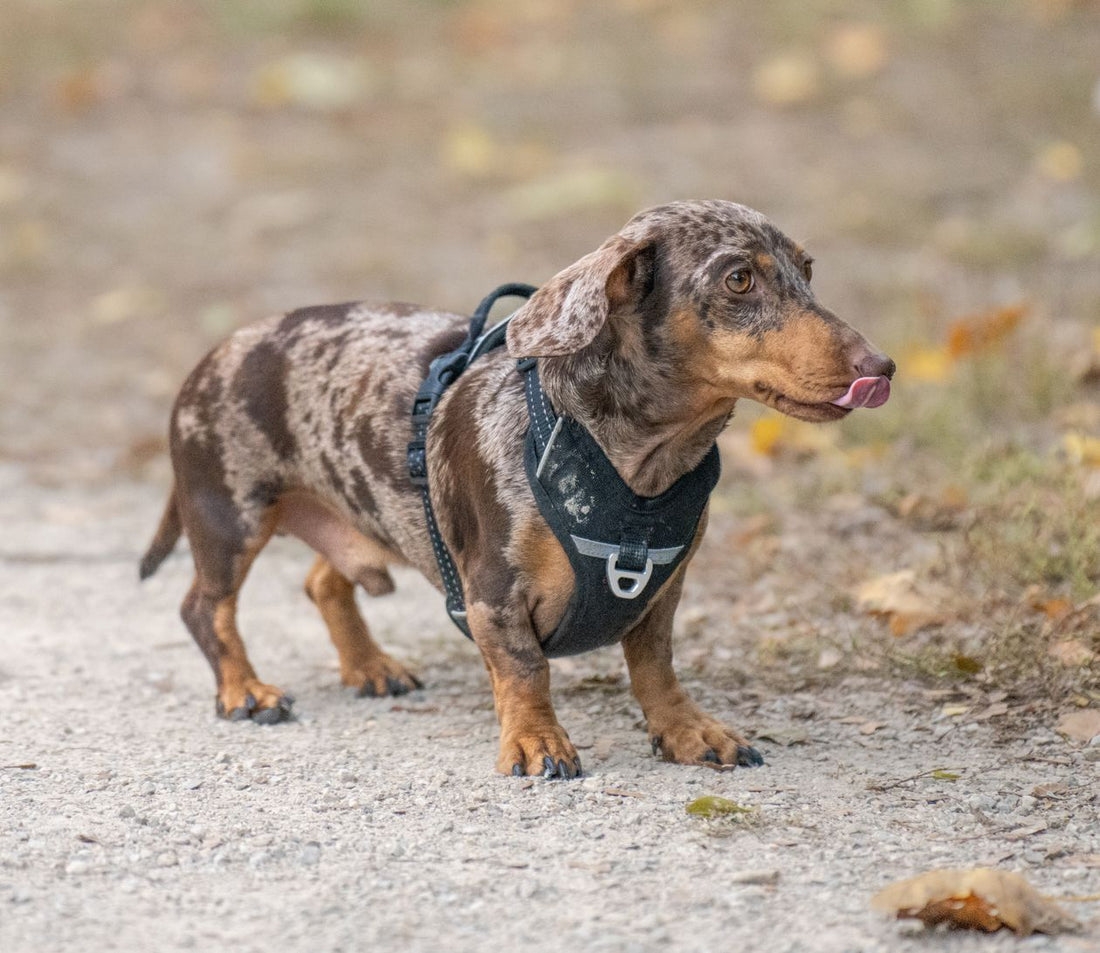 Dachshund walking calmly on a leash in a harness — stop pulling without neck strain