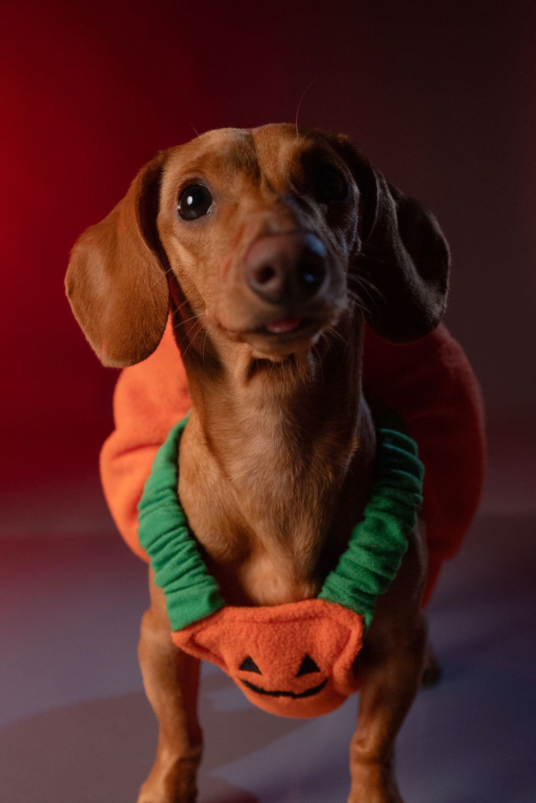 A dachshund dressed in a pumpkin Halloween costume