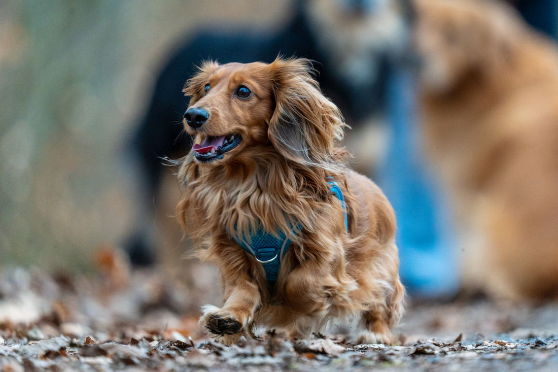 A long-haired dachshund in a blue harness trotting outdoors