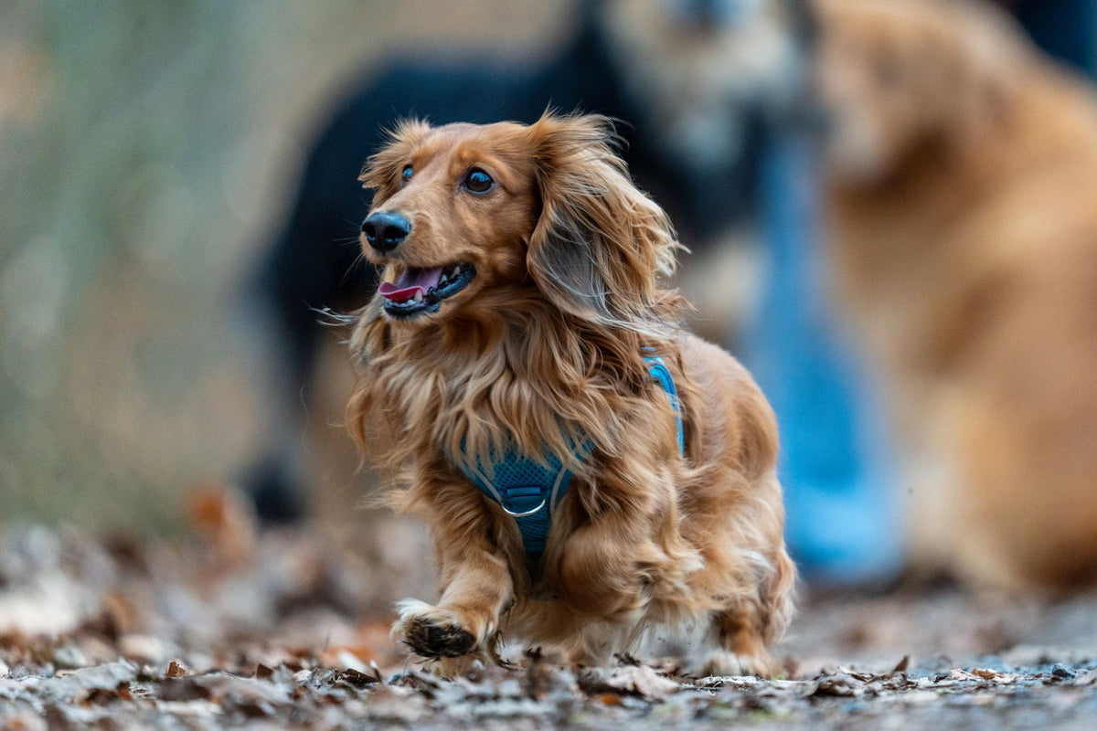 A long-haired dachshund in a blue harness trotting outdoors