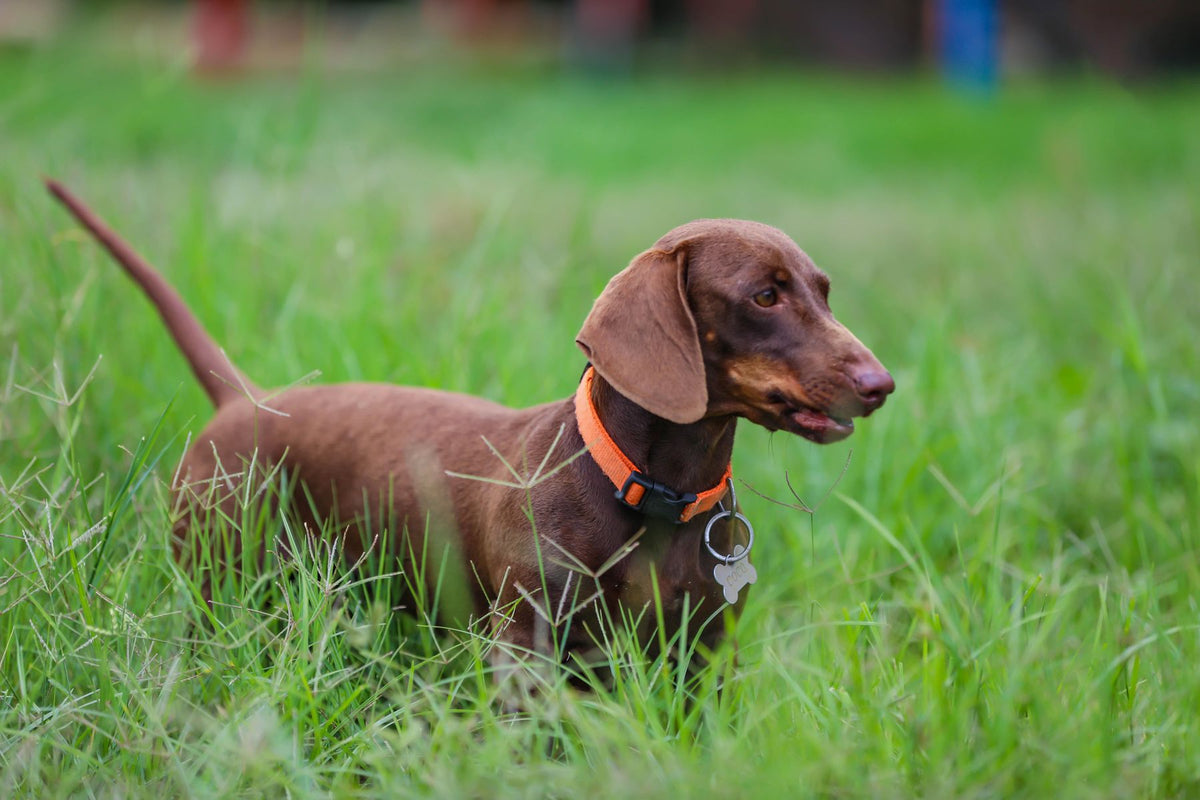 A chocolate dachshund in an orange collar standing in long green grass