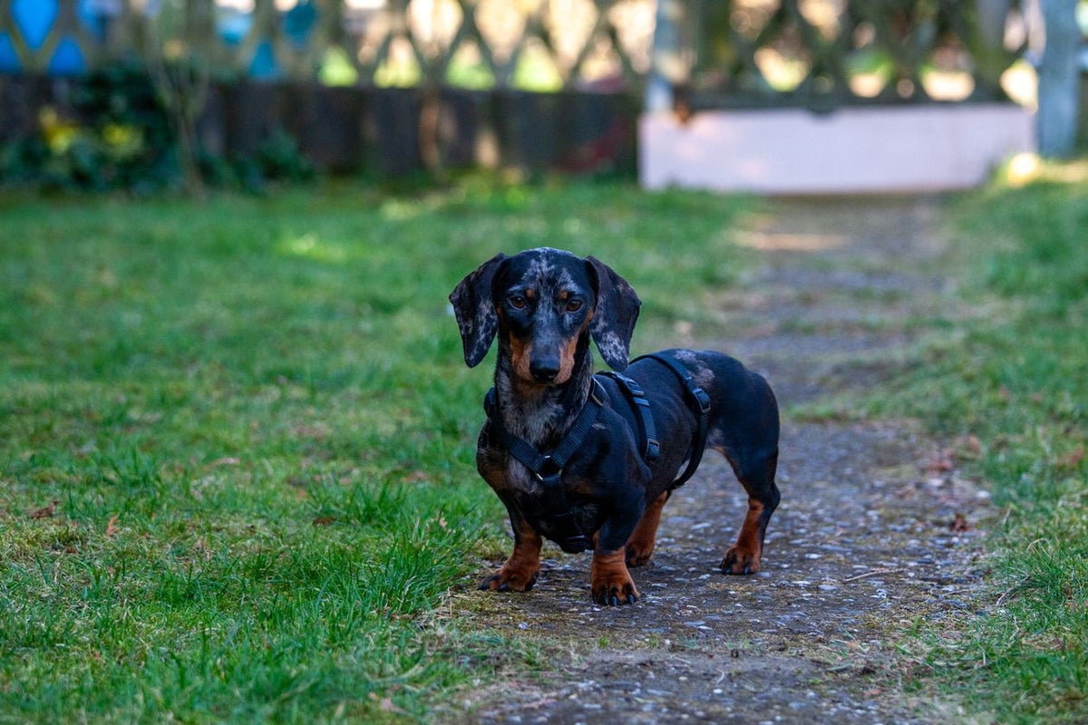 Dachshund standing on a garden path — measure your doxie for the right harness size