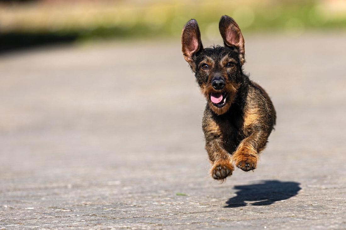 A young dachshund running at full speed, ears flying