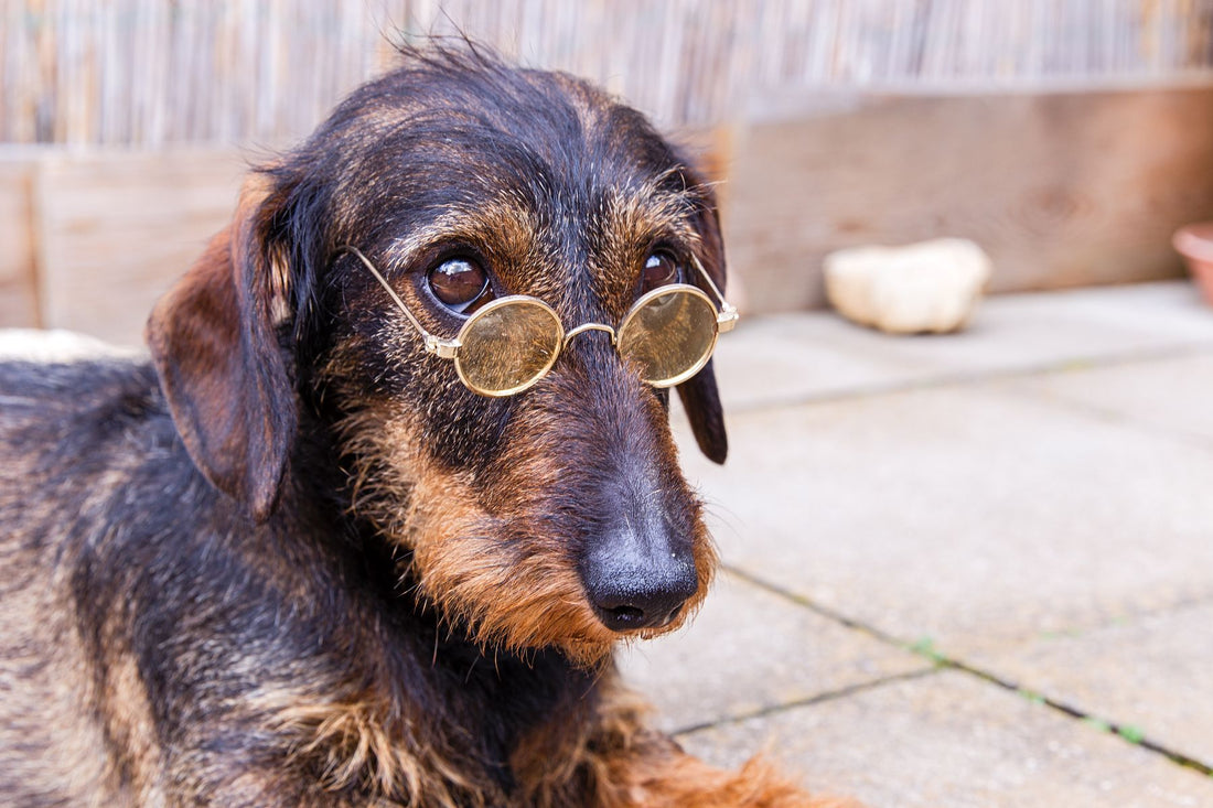 A wire-haired dachshund wearing round glasses, looking wise