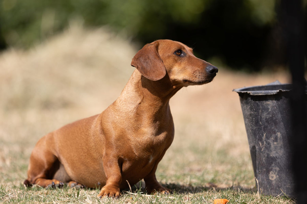 A smooth red dachshund sitting in warm summer sunlight