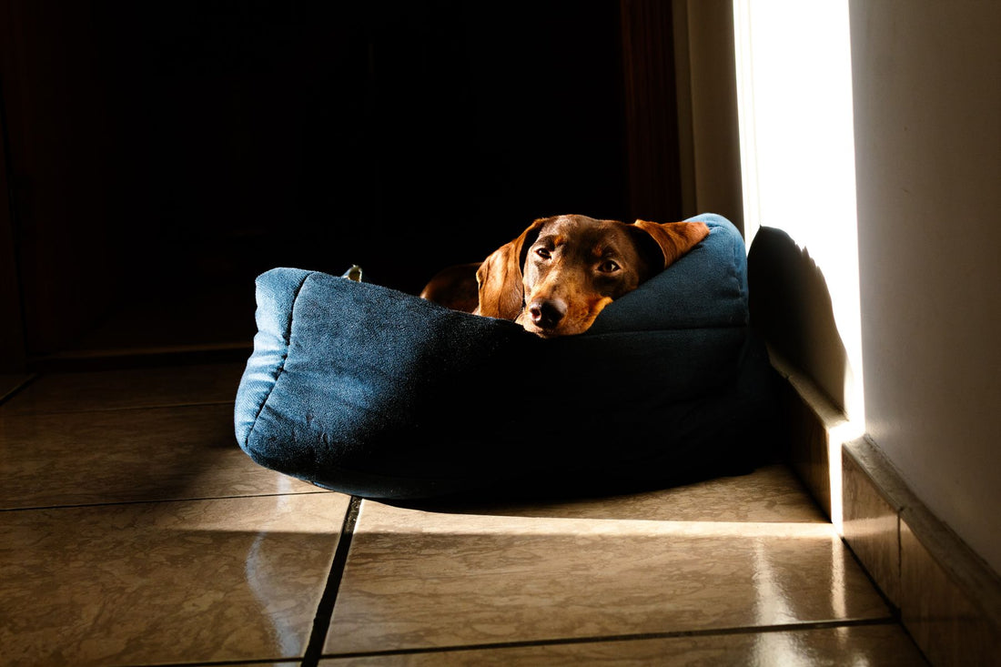 A dachshund curled up in a low dog bed in a patch of sunlight