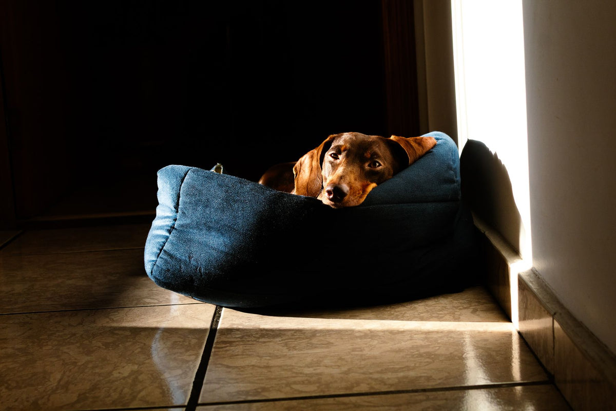 A dachshund curled up in a low dog bed in a patch of sunlight
