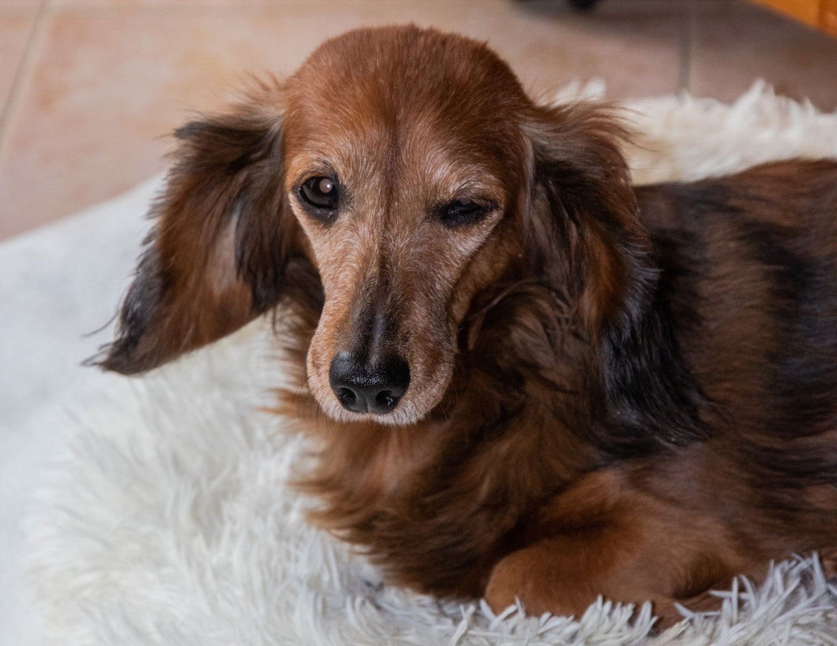 A long-haired red dachshund lying on a fluffy white blanket