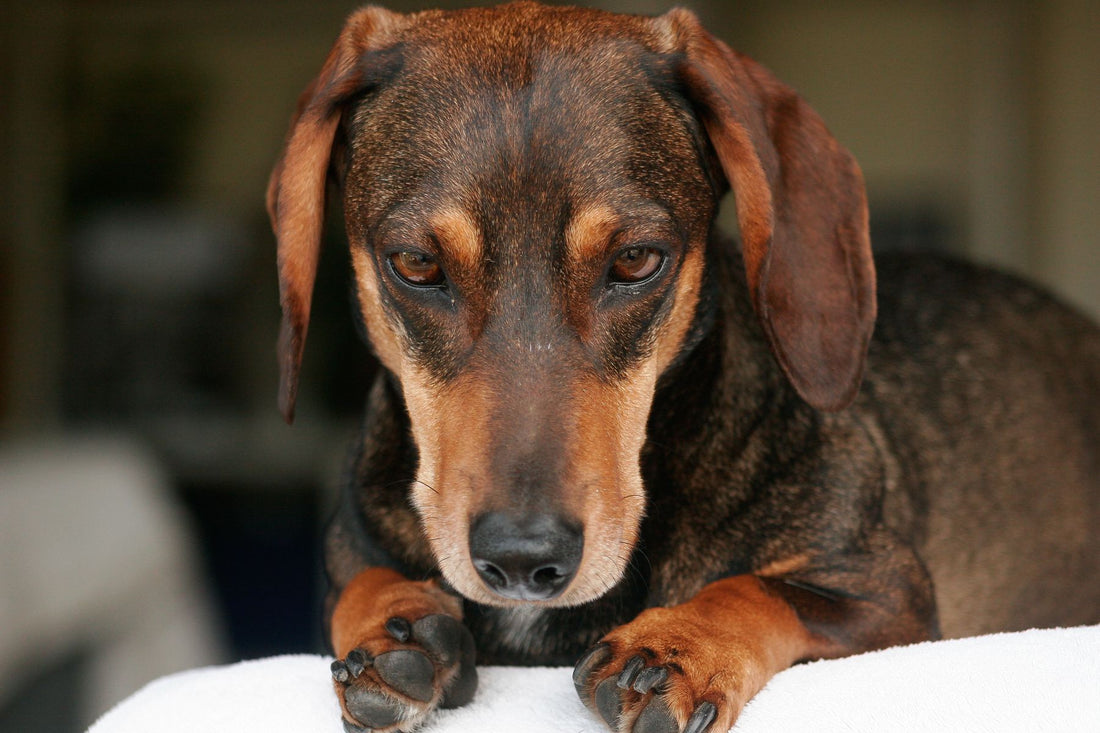 A calm black-and-tan dachshund resting its chin on its paws