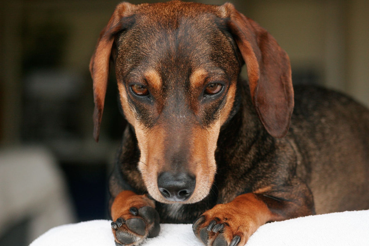 A calm black-and-tan dachshund resting its chin on its paws