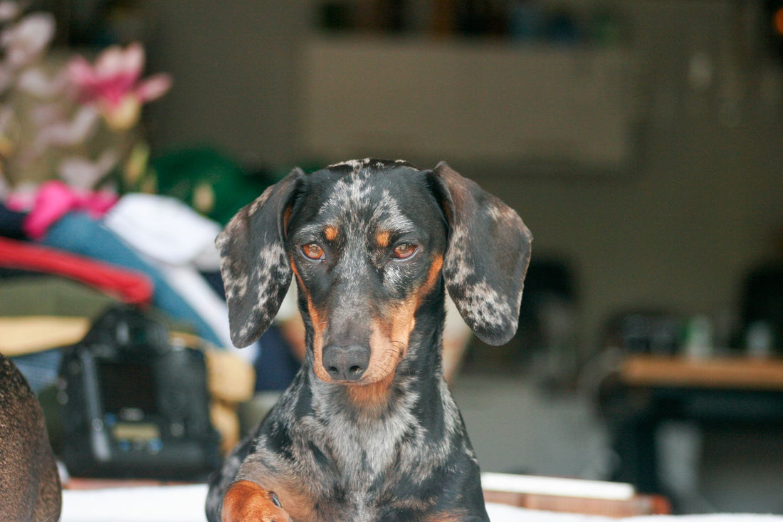 Portrait of a dapple dachshund looking straight at the camera