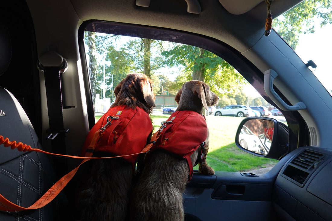 Two dachshunds in red harnesses looking out of a van window