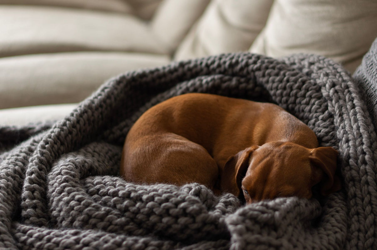 A dachshund curled up asleep inside a grey knitted blanket on a sofa