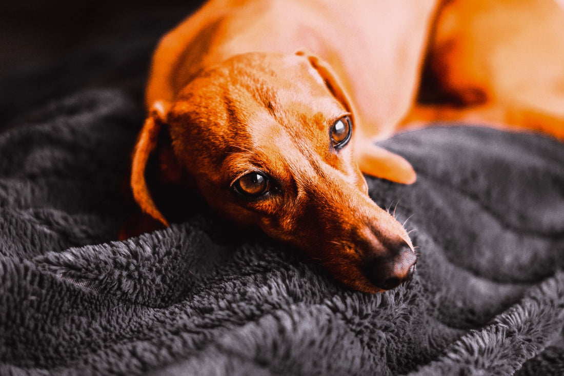 A red dachshund lying on a grey blanket, looking up with soulful eyes