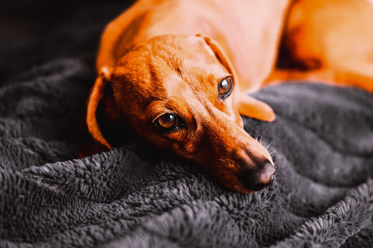 A red dachshund lying on a grey blanket, looking up with soulful eyes