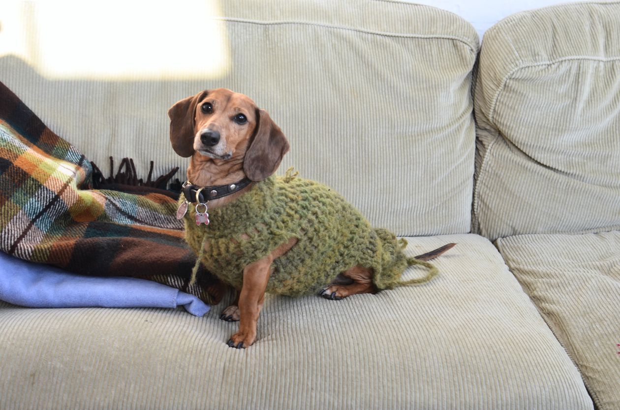 Dachshund wearing a knitted sweater — doxies feel the cold and often need a layer