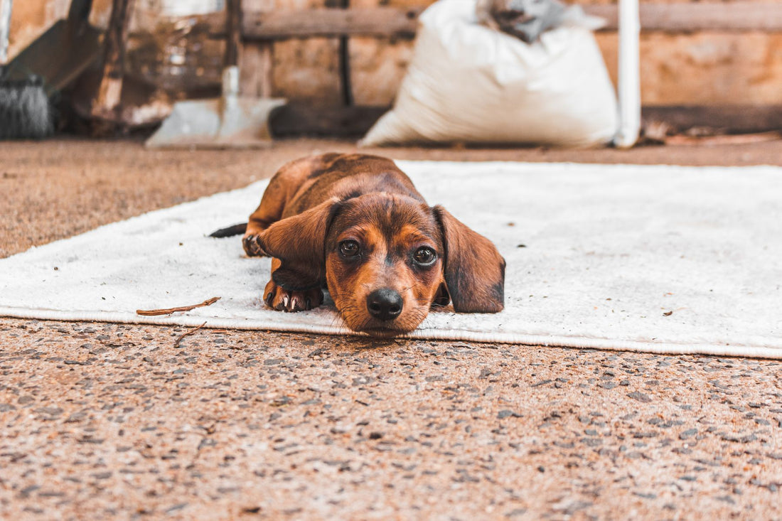 A dachshund puppy lying on a rug, looking up at the camera
