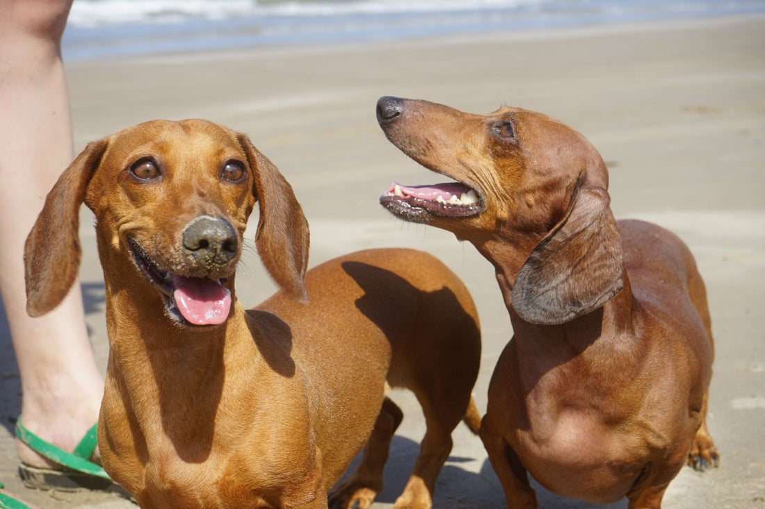 Two happy red dachshunds sitting side by side outdoors