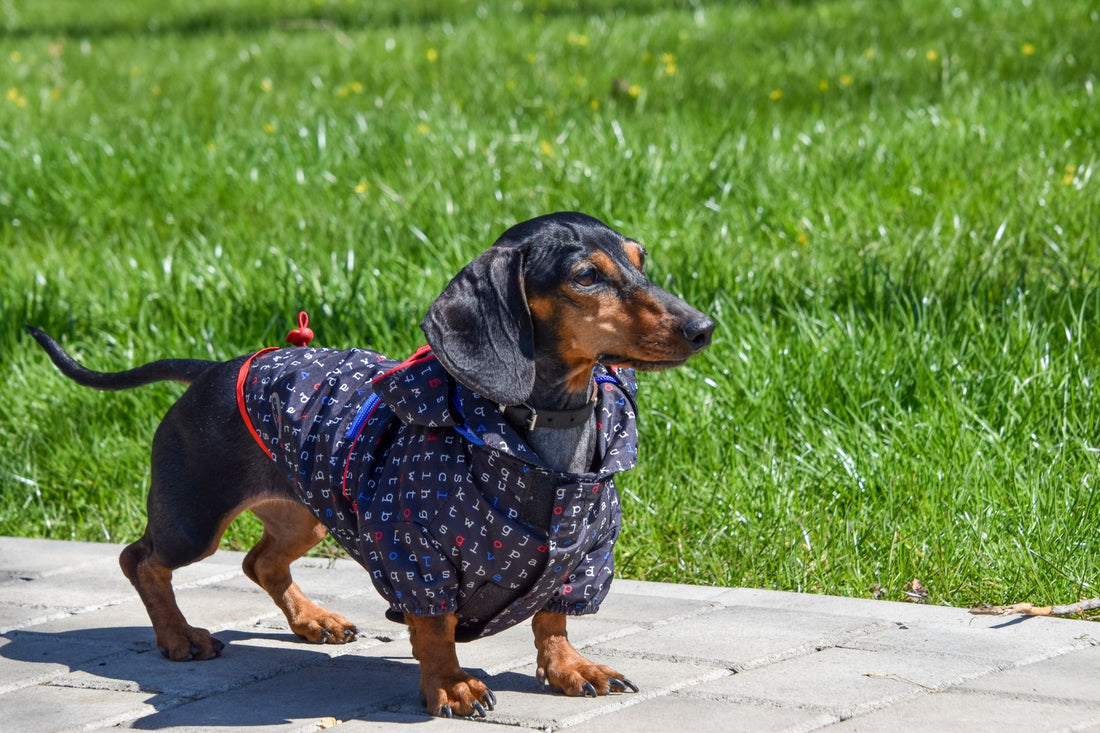 A dachshund wearing a quilted winter coat standing on grass