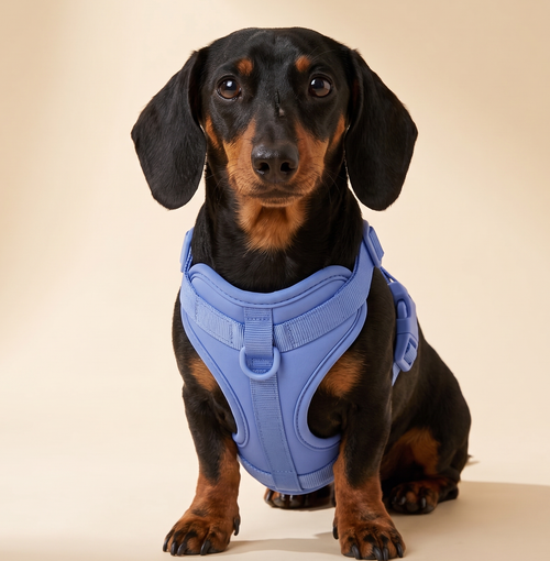 Dachshund wearing the Doxie Gang spine-safe harness